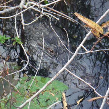 verstopte alligator in de Everglades 